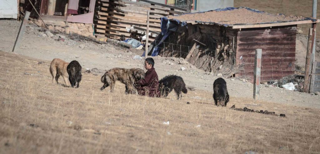 little lama feeding dogs